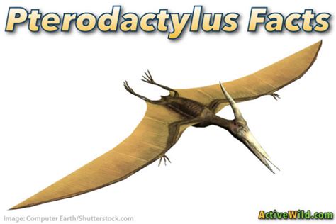 Pterodactylus Facts For Kids, Students & Adults ...