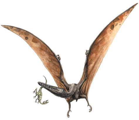 Pterodactylus Pictures & Facts   The Dinosaur Database