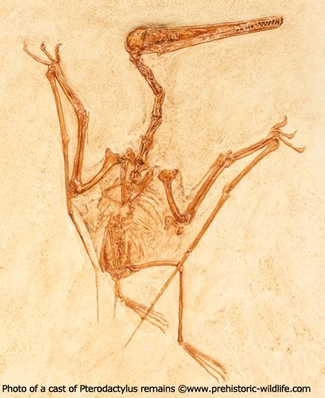 Pterodactylus Pictures & Facts   The Dinosaur Database