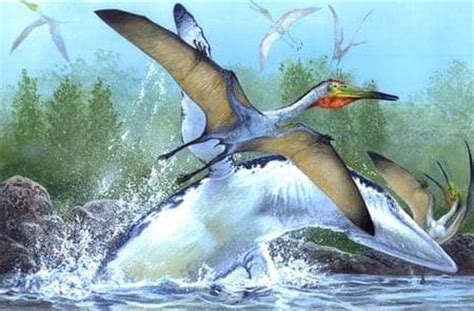 Pterodactylus  Ptérodactyle  : fiche sur ce reptile volant
