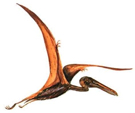 Pterodactylus  Ptérodactyle  : fiche sur ce reptile volant