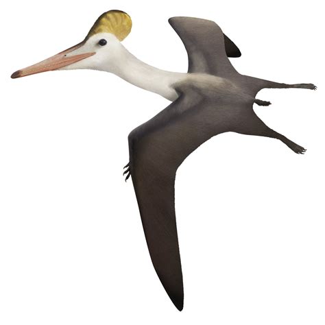Pterodactylus   Pteros