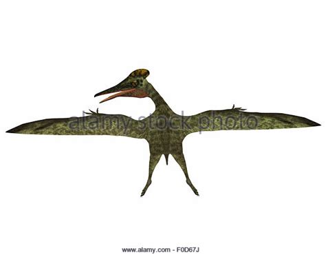 Pterodactylus Stock Photos & Pterodactylus Stock Images ...