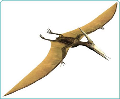 Pterodactylus | The Dinosaur Stop