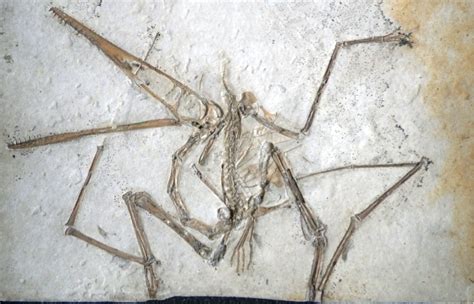 Pterodactylus   Wikipedia