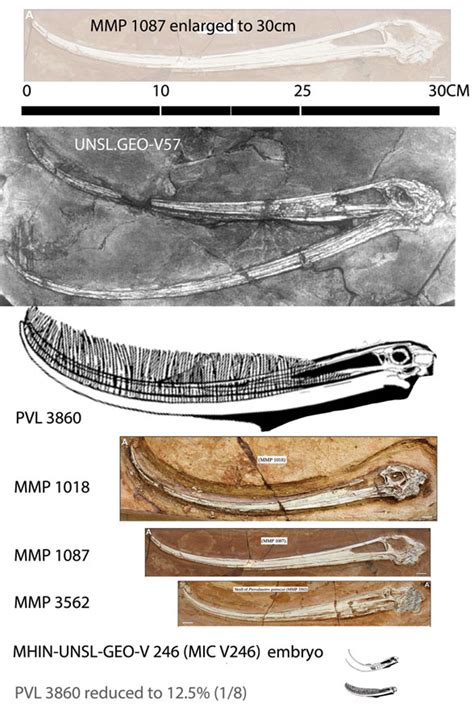 Pterodaustro, Allkaruen and Eosipterus? D2514