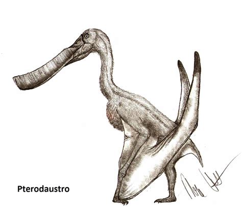 Pterodaustro   Facts and Pictures