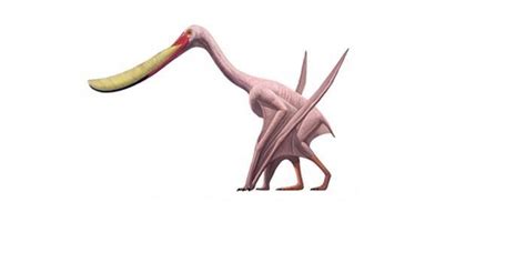 Pterodaustro Pictures & Facts   The Dinosaur Database