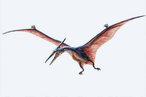 Pterosaur Pictures