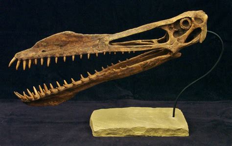 Pterosaur Skeletons   Gaston Design, Inc.