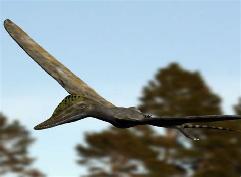 Pterosauria — Wikispecies
