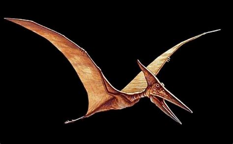 Pterosauria  птерозаурия