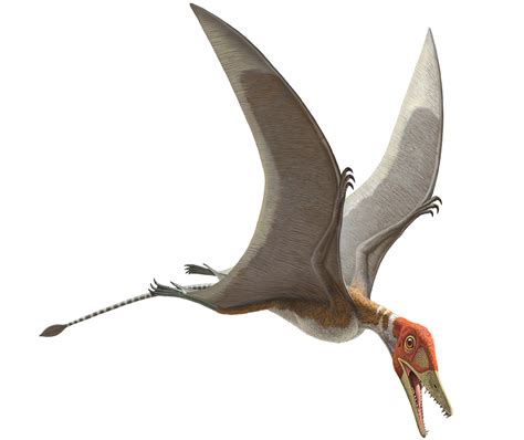 Pterosaurs, Flight in the Age of Dinosaurs: How Did ...