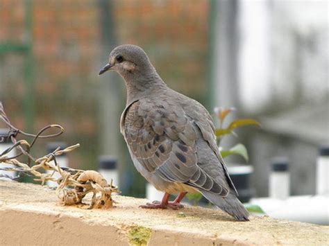 ¿Pueden las aves cambiar su tono por el ruido de la ciudad?