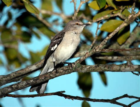 Puerto Rico Wildlife: Alfredo Colón | Northern Mockingbird ...