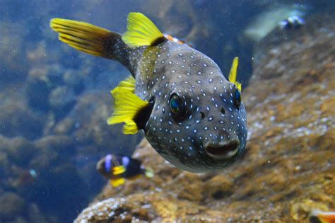 Puffer Fish Fins · Free photo on Pixabay