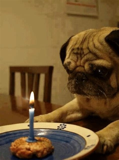 Pug Animated Gif Pictures   Best Animations