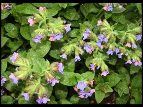 pulmonaria propiedades medicinales   YouTube