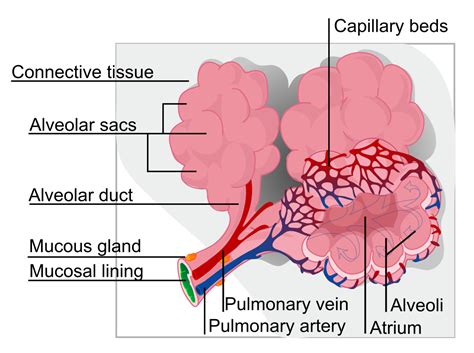 Pulmonary alveolus   Wikipedia