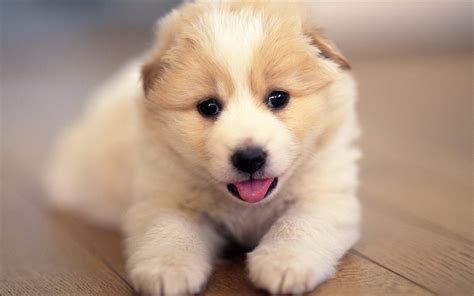 Puppies images Cute Puppies :  HD wallpaper and background ...
