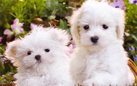 Puppies images Cute Puppies HD wallpaper and background ...
