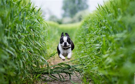Puppy Dog Running Jump Wallpapers   New HD Wallpapers