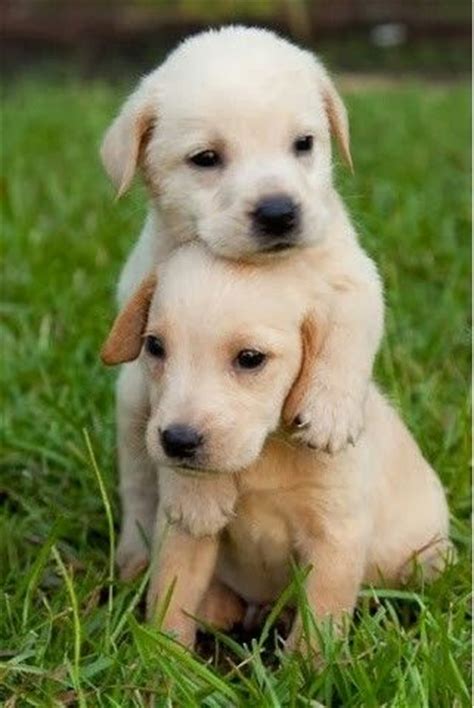 Puppy hug | Cute Pictures | Pinterest | Puppys