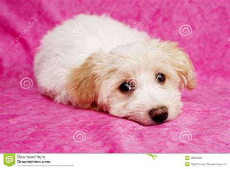 Puppy Laid On A Pink Background Stock Photo   Image of ...