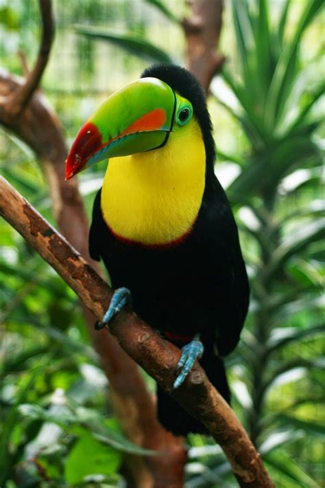 Pura Vida au Costa Rica: Fauna y Flora
