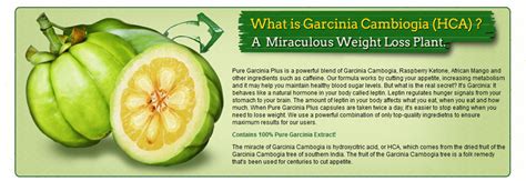 pure garcina and natural mango | A Online health magazine ...