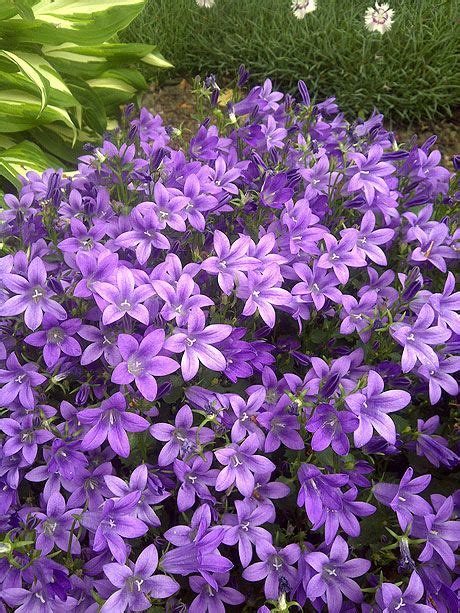 purple perennials that bloom all summer | PC Campanula ...