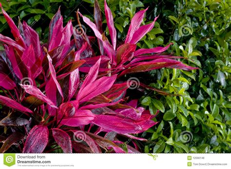 Purple Tropical Plants Royalty Free Stock Photos   Image ...