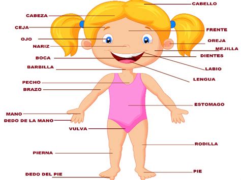 Puzzle de cuerpo humano con sus partes de un niño ...