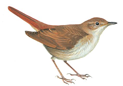 Qatar e Nature – Nightingale, Common