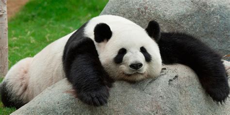 Qizai: El panda al que le hacen bullying por ser color ...