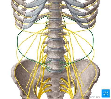 Quadratus lumborum muscle   Anatomy, Innervation, Actions ...