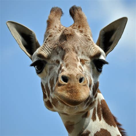 Qual é o som que as girafas fazem?   Galileu | Ciência