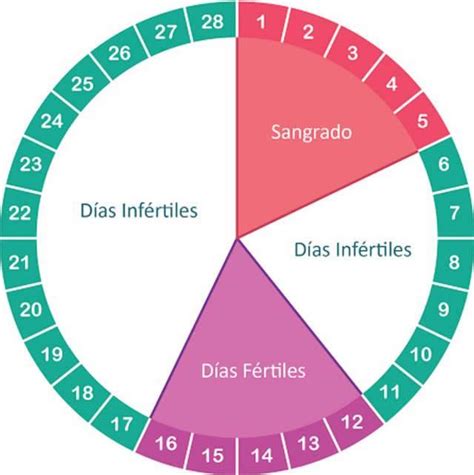Qual O Periodo Fertil No Ciclo Menstrual