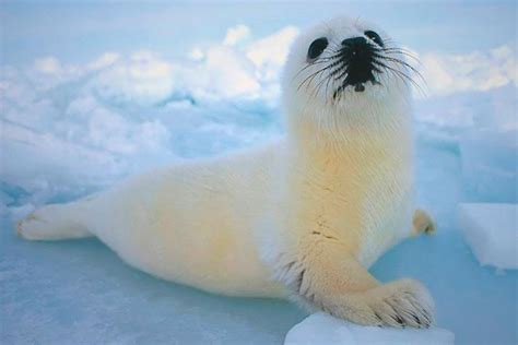 ¿Qué comen las focas?