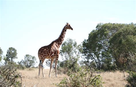 ¿Qué comen las jirafas? Información y curiosidades