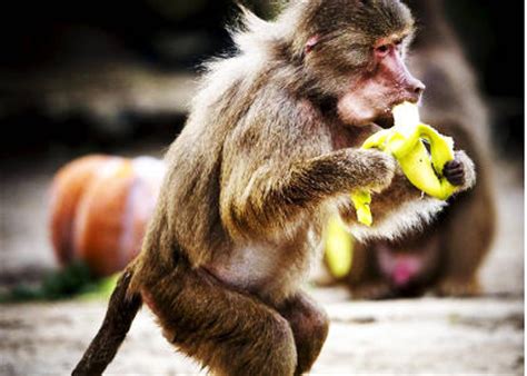 ¿Qué Comen Los Monos?   AQUÍ LO AVERIGUARÁS!!