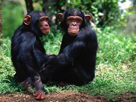 Que Comen Los Monos?   Donde Viven, Como Nacen
