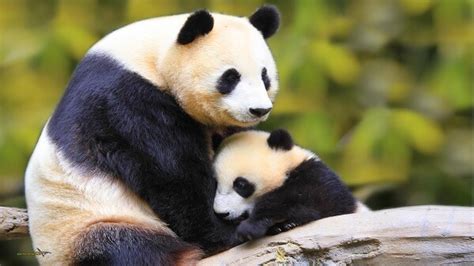 Que Comen Los Osos Panda?   Donde Viven, Como Nacen