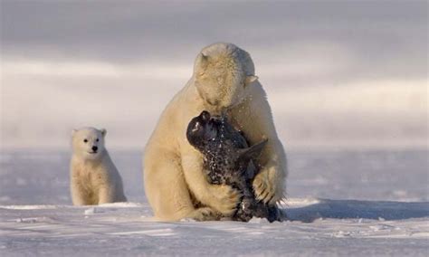 ¿Qué comen los osos polares? » Respuestas.tips
