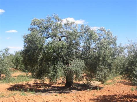 ¿Qué diferencia hay entre la oliva y la aceituna? | Blogodisea