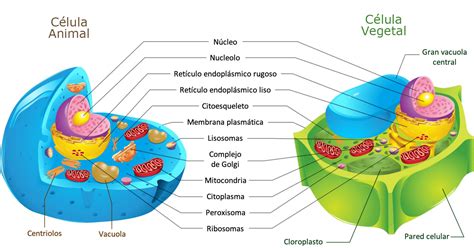¿Qué diferencia las células animales y vegetales ...