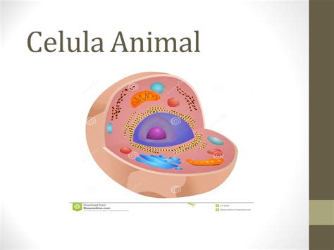 Que Es Celula Animal | c 233 lulas vegetales vs c 233 ...