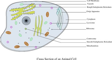 ¿Qué es célula animal? Definición, concepto y significado.