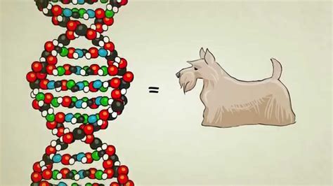 ¿Qué es el ADN y Cómo Funciona   YouTube