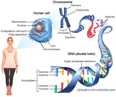 ¿Qué es el ADN? | Ciencias Naturales